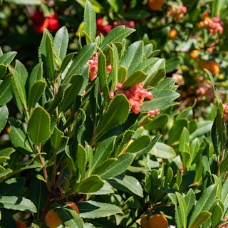 strawberry tree strawberry tree