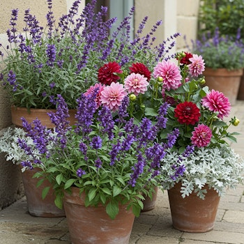 french garden containers lavender, dahlias, dusty miller in terra cotta pots