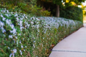 rosemary hedge french garden inspired