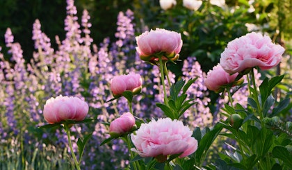 cottage garden salvia and peonies