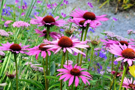 echinacea with other flowers cottage gardens