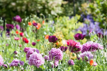 cottage gardens peonies, tulips, poppies cottage gardens peonies, tulips, poppies