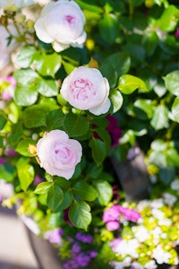 light pink roses in container garden with purple and white flowers