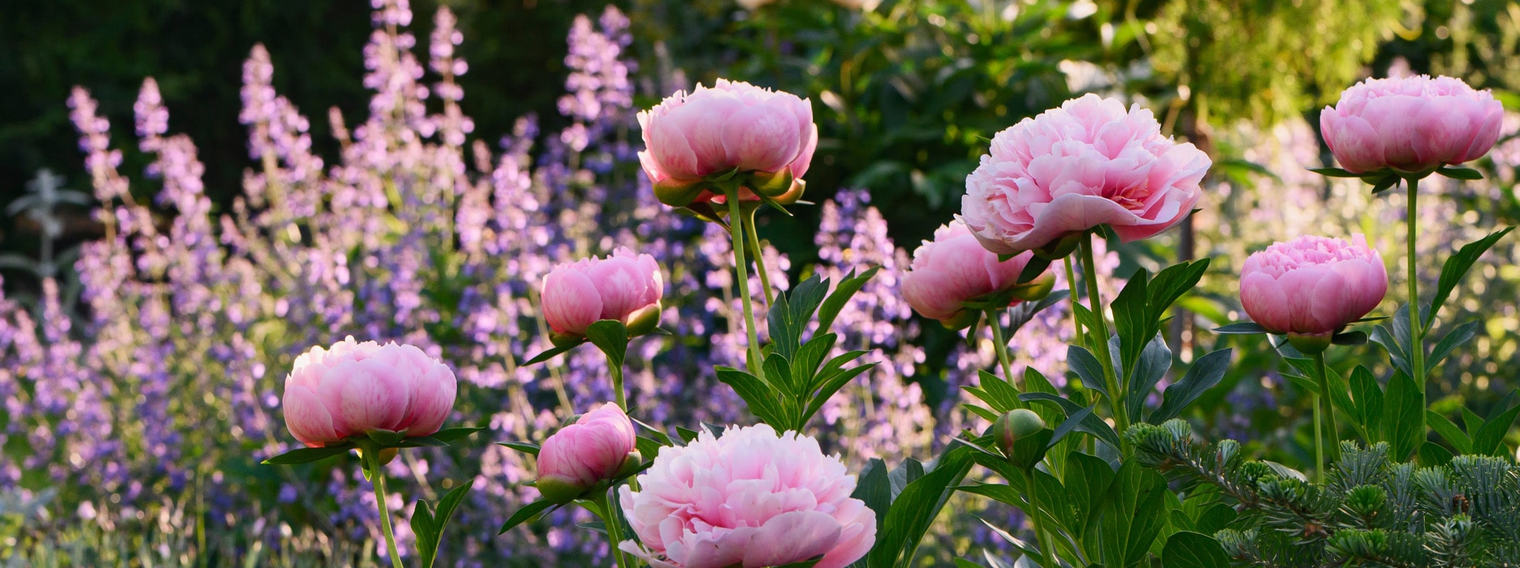 cottage gardens salvia and peonies