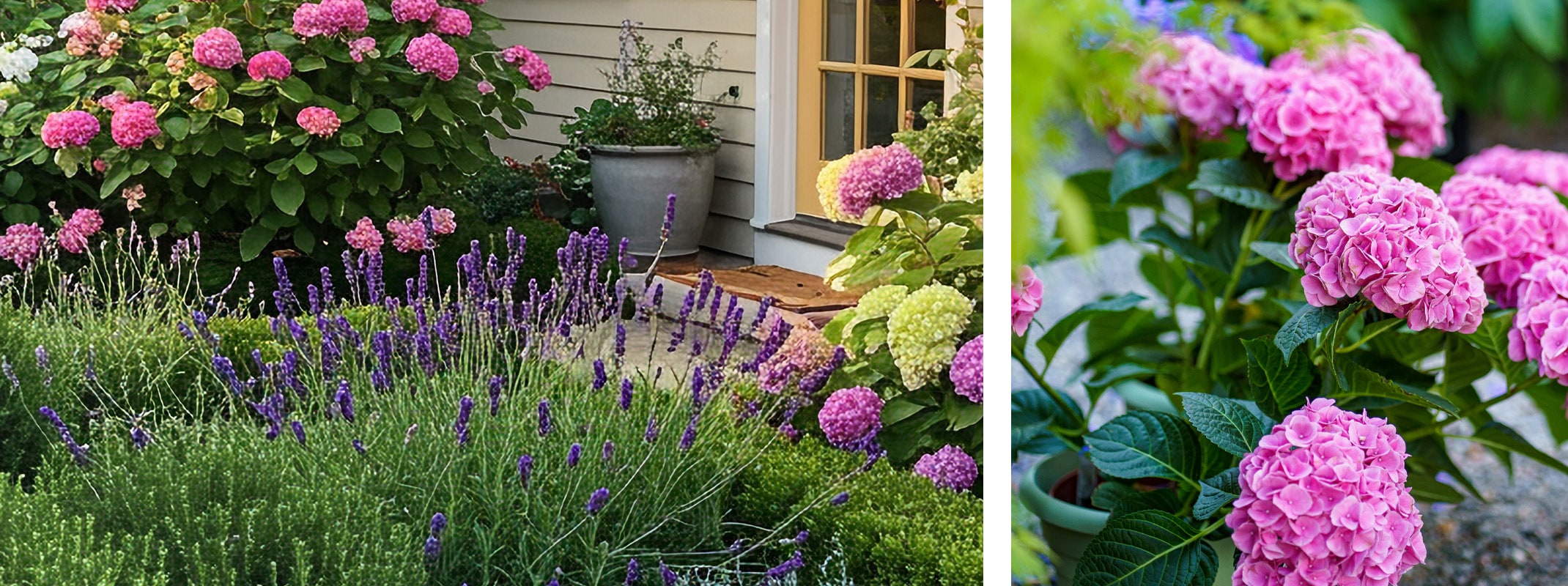 french inspired garden design hydrangeas