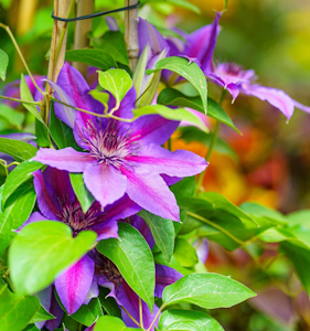 clematis puple on trellis