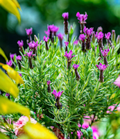 lavender tree