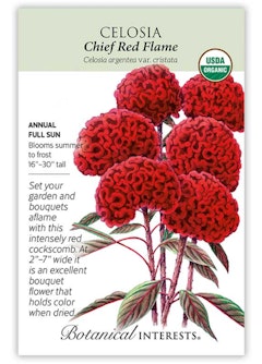 Chief Red Flame Celosia Seeds by Botanical Interests