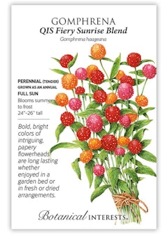 QIS Fiery Sunrise Blend Gomphrena Seeds by Botanical Interests