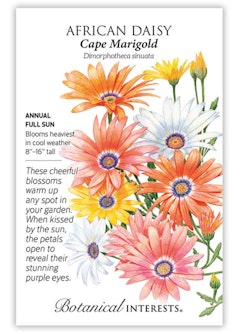 Cape Marigold African Daisy Seeds by Botanical Interests