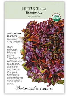 Brentwood Leaf Lettuce Seeds by Botanical Interests