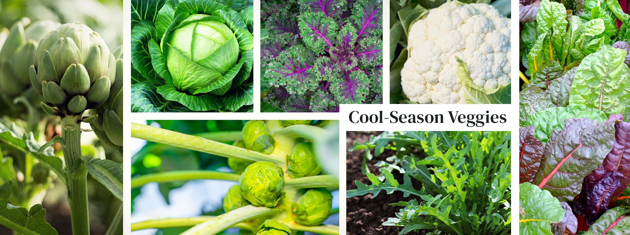 winter veggies artichokes, cabbage, kale, brussels sprouts, arugula, swiss chard and cauliflower
