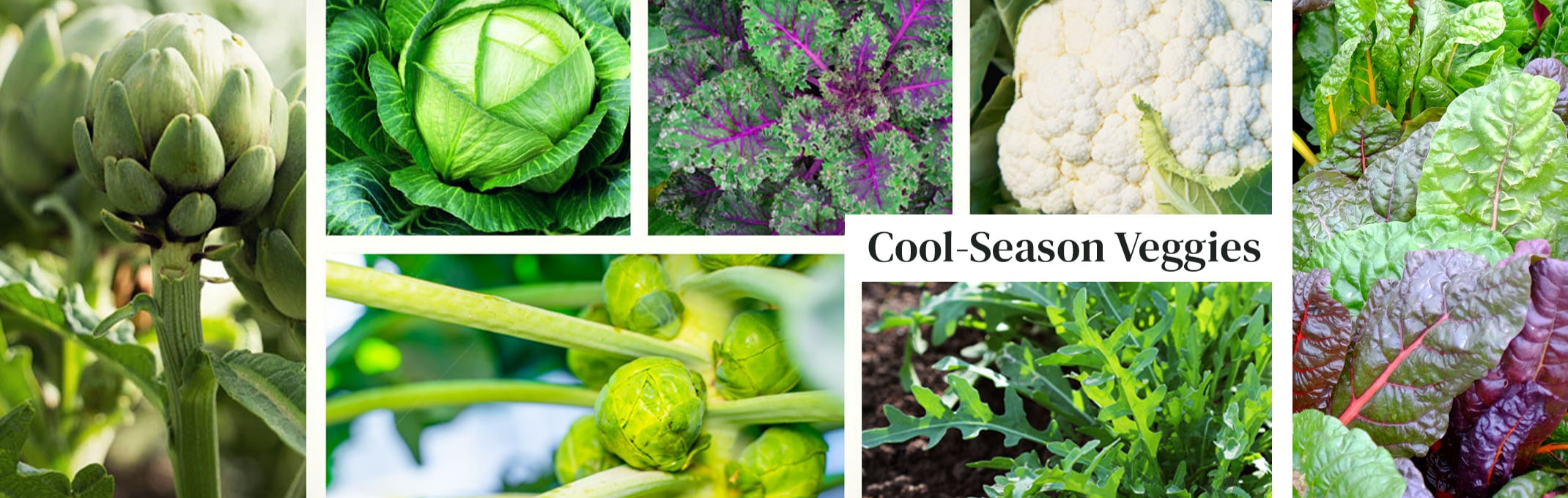 cool season vegetables veggies artichokes, cabbage, kale, brussels sprouts, arugula, swiss chard and cauliflower