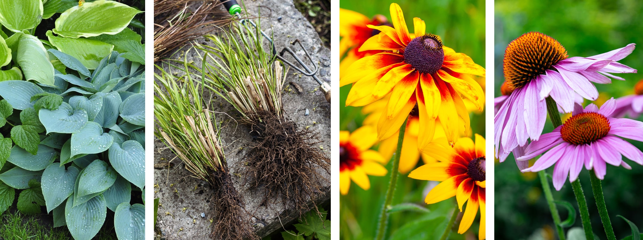 dividing perennials hostas, ornamental grass, black eyed susan, echinacea