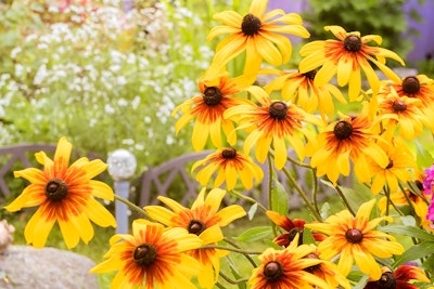 rudbeckia or black eyed susan perennials rudbeckia or black eyed susan perennials