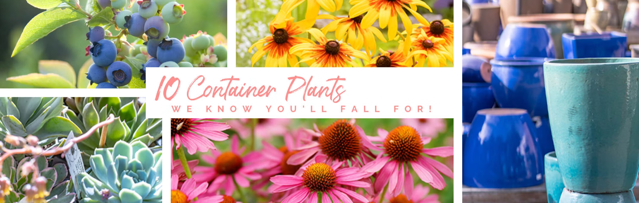 10 fall container plants we know you'll fall for banner