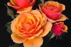 About Face™ Roses About Face™ Roses on a black background.