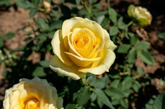 St. Patrick Rose Yellow St. Patrick Roses growing in the garden.