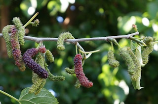 Mulberry Black Persian Mulberries growing on a bush.