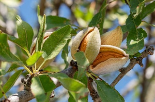 Almonds growing on a tree.