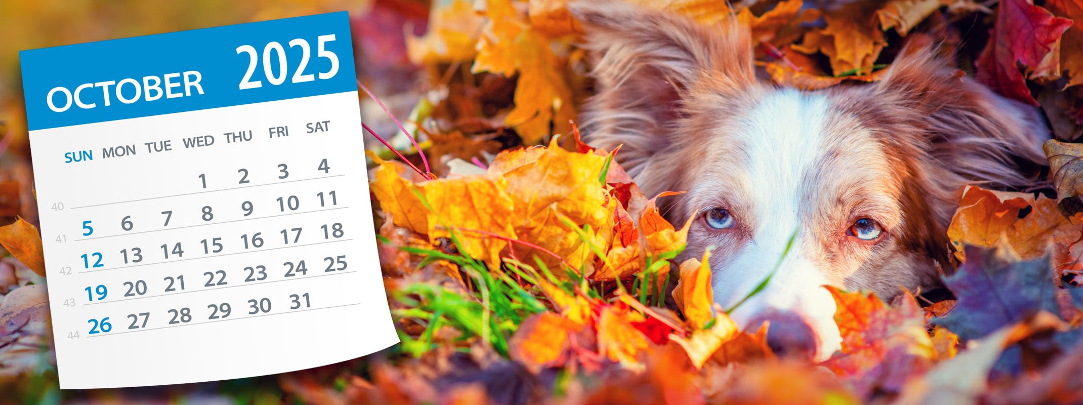 border collie in pile of leaves with an october 2024 calendar page