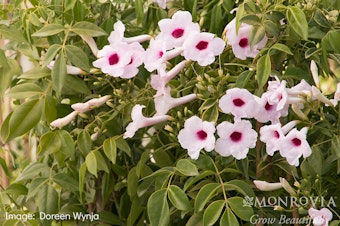 Pink Bower Vine Pink Bower Vine - Monrovia Grow Beautifully