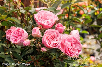 Heavenly Ascent Pink Climbing Rose Heavenly Ascent Pink Climbing Rose - Monrovia