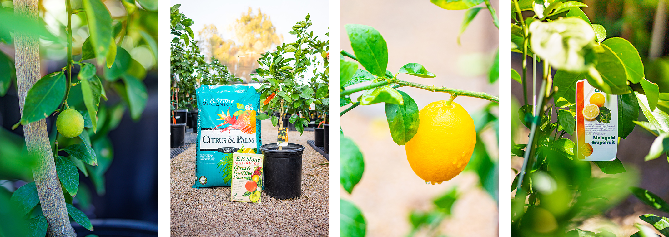 An orange ripening on a tree, citrus trees at SummerWinds near Citrus & Palm Potting & Planting mix and Citrus & Fruit Tree Food by E.B. Stone Organics, a lemon tree, and a Grapefruit tree.