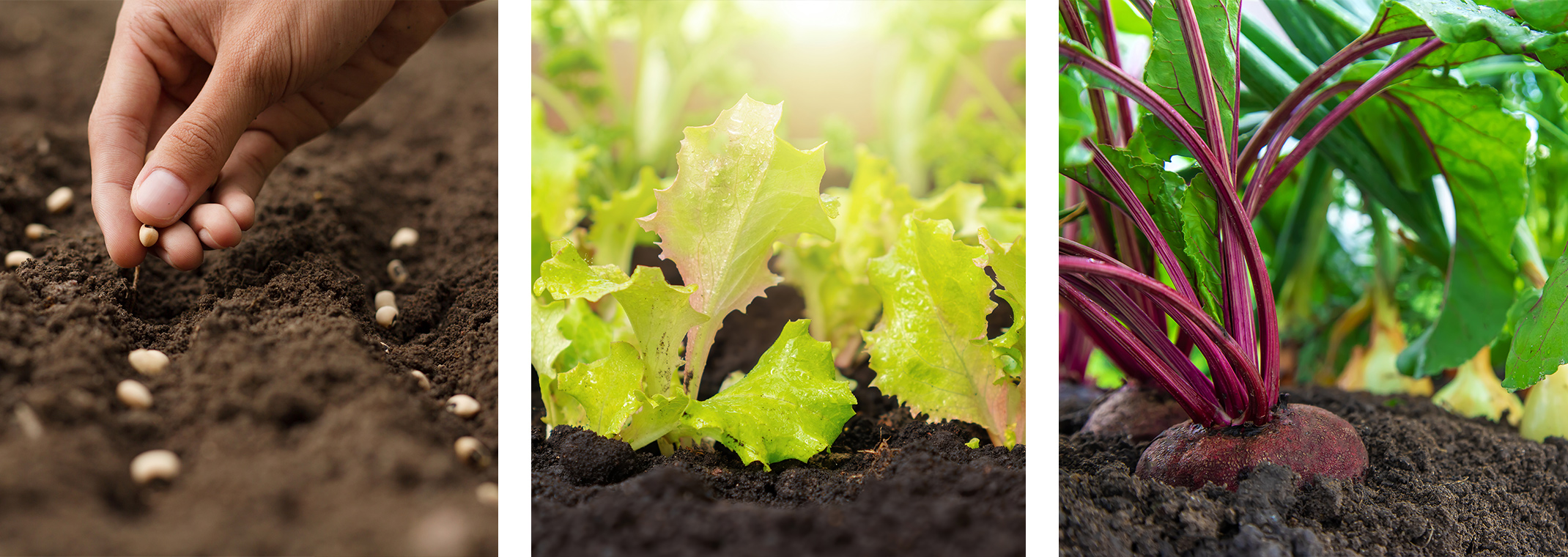 Planting seeds, lettuce growing in garden, beets and turnips ready to harvest from garden.