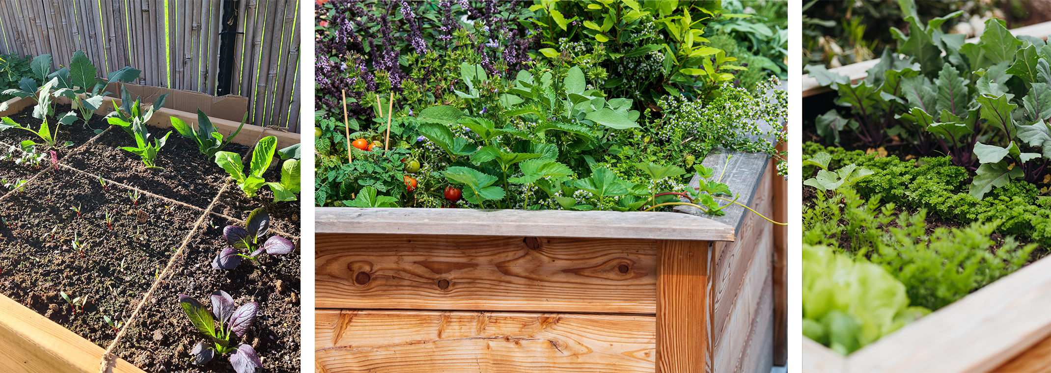 3 Raised Bed Gardens with different vegetables and herbs.