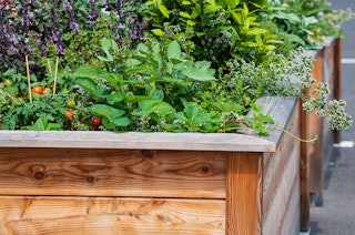A Raised Bed Garden A wooden raised bed garden with many different veggies and herbs growing in it.