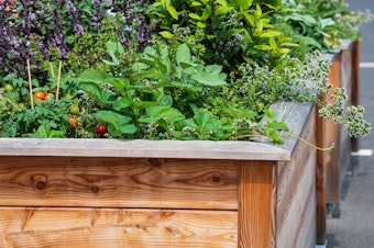 A wooden raised bed garden with many different veggies and herbs growing in it.