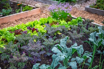 A close up of a raised bed garden with many lettuces and onions.