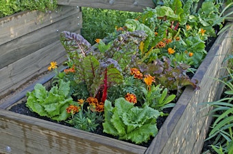 Raised Bed Garden with Greens and Marigolds.