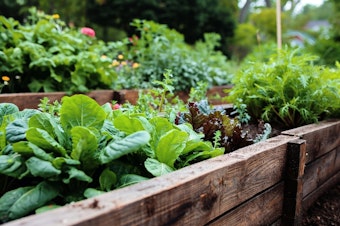 A variety of lettuces, vegetables and flowers growing in raised garden beds.