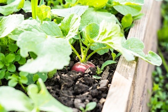 A closeup of a radish growing in a raised bed garden.