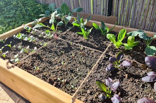 A raised bed garden divided by square feet with different edibles growing in each square.