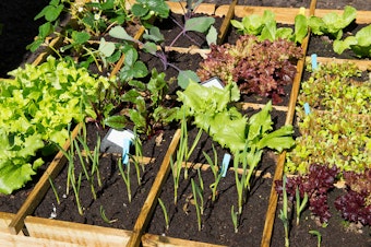 A square foot raised bed garden with a variety of different veggies and herbs, each in it's own section.