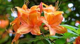 azalea