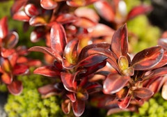 coprosma fall shrub