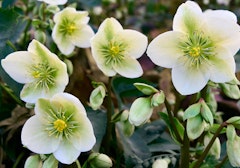 hellebores