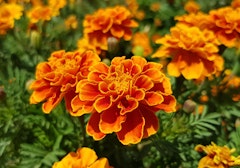marigolds