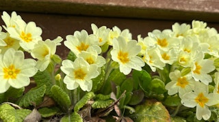 yellow primroses