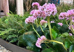 bergenia
