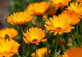 calendula