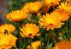 calendula