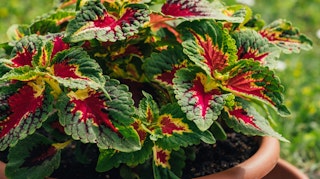 coleus