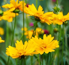 coreopsis