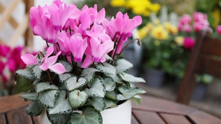 potted pink cyclamen