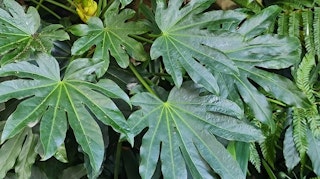 fatsia japonica fall foliage